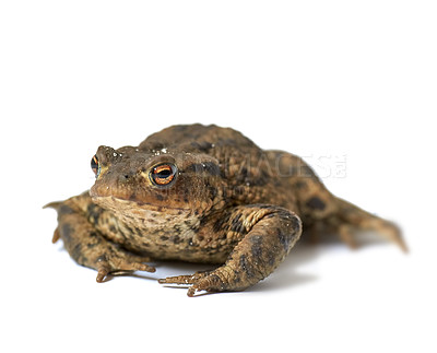 Buy stock photo Portrait of a common European toad isolated on white studio background. One brown frog with bumpy black spots. A wet amphibian species with rough textured leathery skin and short legs