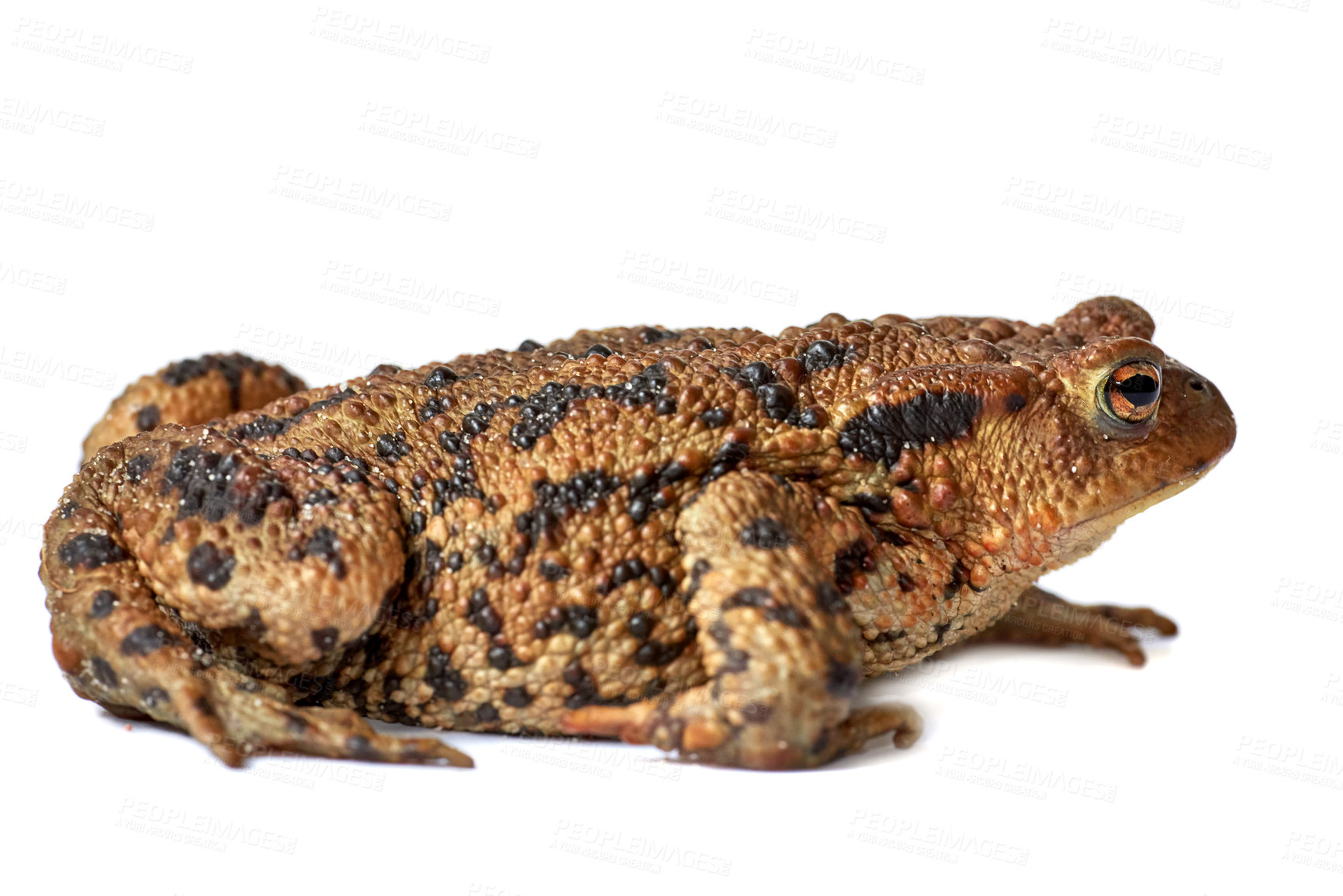 Buy stock photo Common true toad or frog with brown body and black dot markings on dry rough skin isolated on a white background with copyspace. Amphibian from the bufonidae species ready to hop around and croak