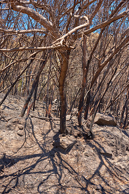 Buy stock photo Burnt forest trees from wildfire in remote woods. Destruction aftermath, deforestation from uncontrollable nature bushfire in woodland. Dry plants, arid, barren wildlife. Human error, global warming