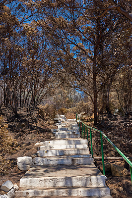 Buy stock photo Burnt bushes add trees in forest or woods with stairs and hiking trail. Aftermath of destruction from uncontrollable nature wildfire. Dry, arid and barren plants showing human error or global warming