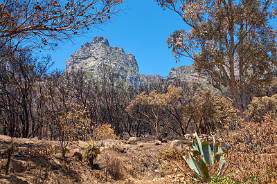 Buy stock photo Landscape of burnt trees after a bushfire on Table Mountain, Cape Town, South Africa. Outcrops of a mountain against blue sky with dead bushes. Black scorched tree trunks in the aftermath of wildfire