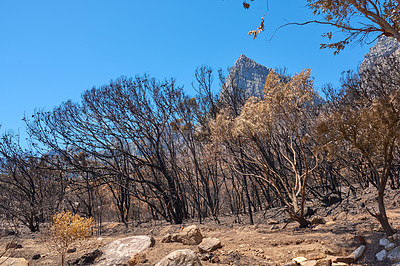 Buy stock photo A forest of burnt trees after a bushfire on Table Mountain, Cape Town, South Africa. Lots of tall trees were destroyed in a wildfire. Below of black scorched tree trunks on a hilltop on a sunny day