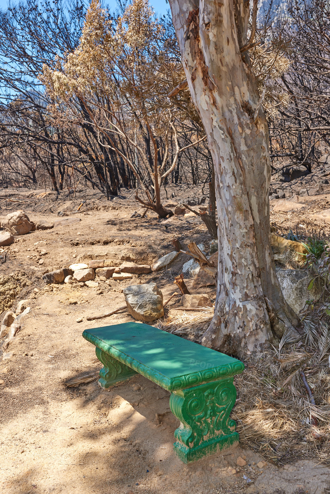 Buy stock photo Burnt forest trees from wildfire in remote woods. Destruction aftermath, deforestation from uncontrollable nature bushfire in woodland. Dry plants, arid, barren wildlife. Human error, global warming