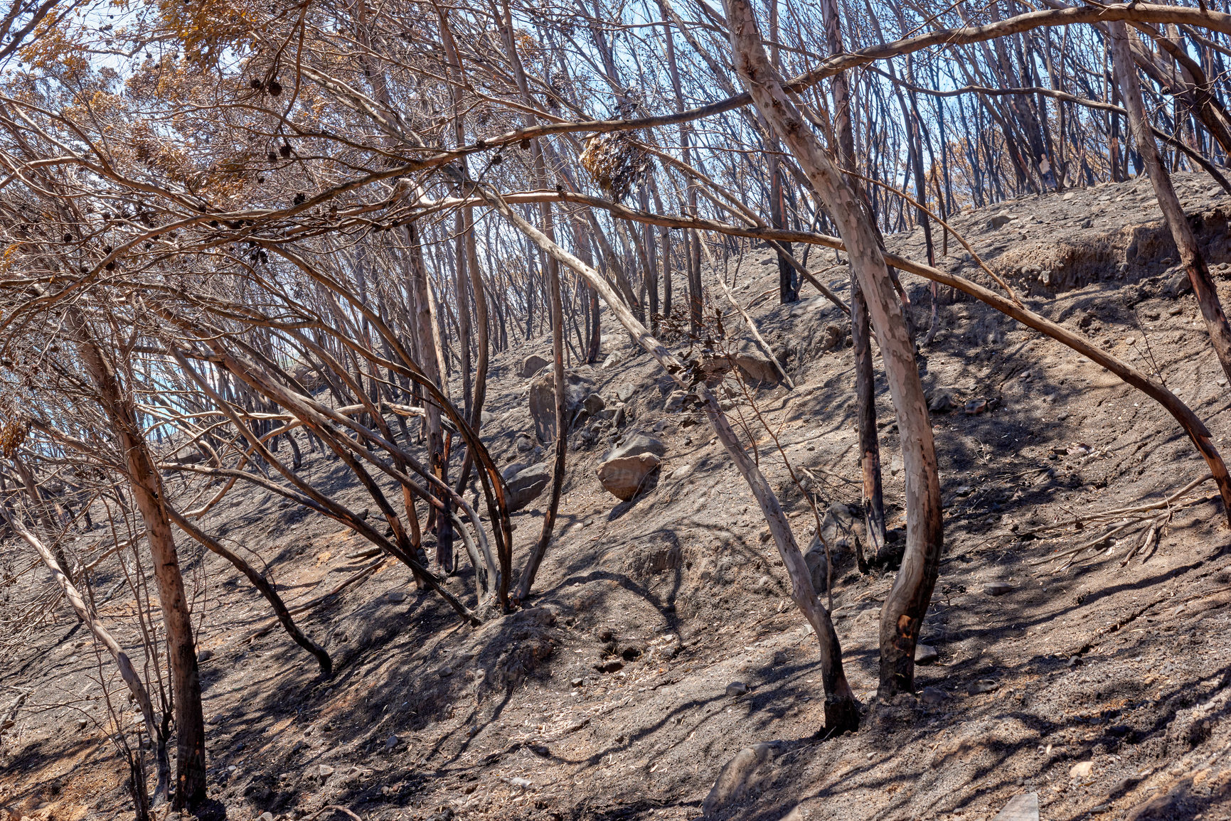 Buy stock photo A view of a burnt tree with branches on the field after the fire caught in the forest. Dry broken tree branches in the spring forest on a bright sunny day. Dead trees are standing in an uncultivated.