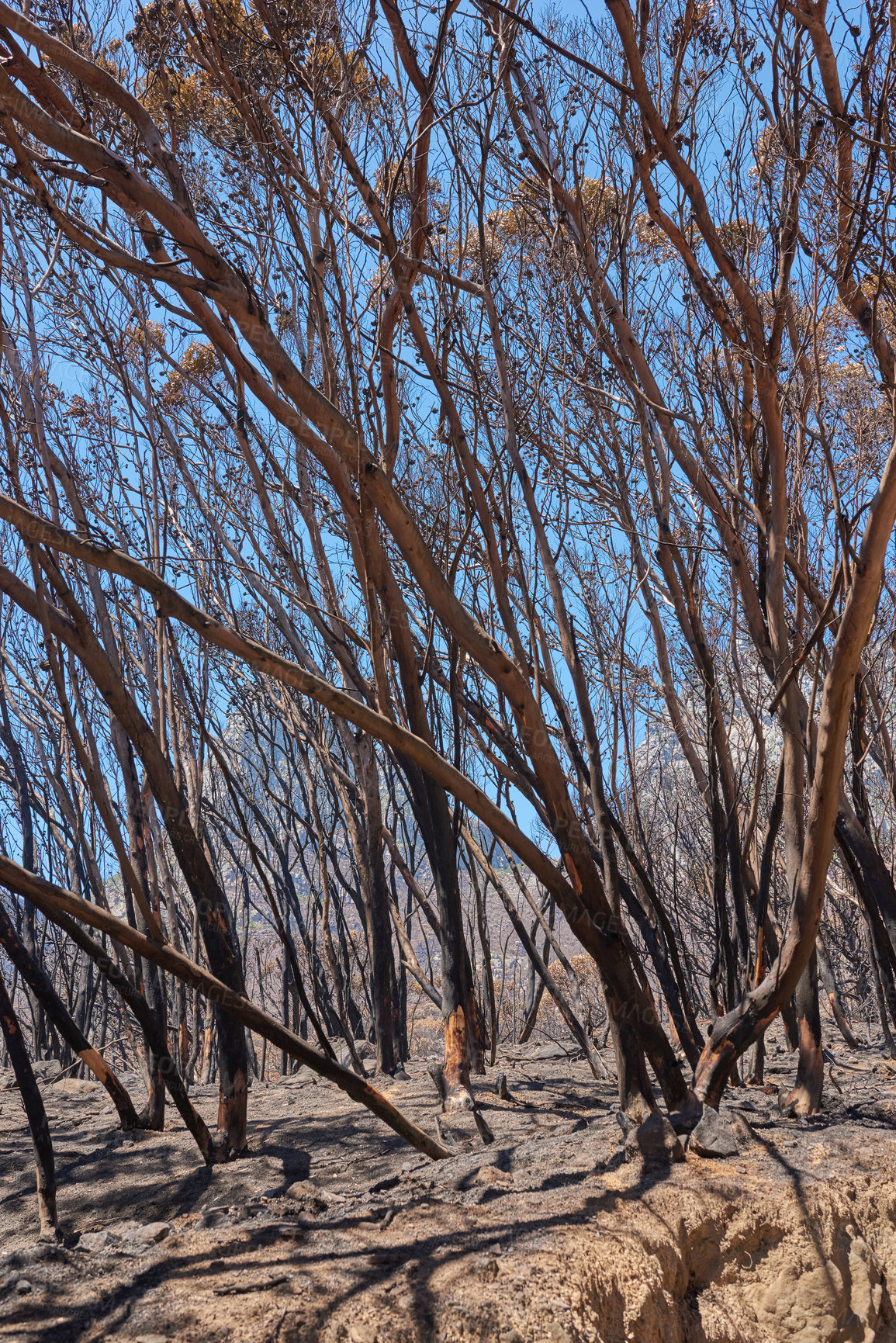 Buy stock photo Closeup of burnt trees after a bushfire on Table Mountain, Cape Town, South Africa. Lots of tall trees were destroyed in a wildfire. Below of black scorched tree trunks on a hilltop on a sunny day 