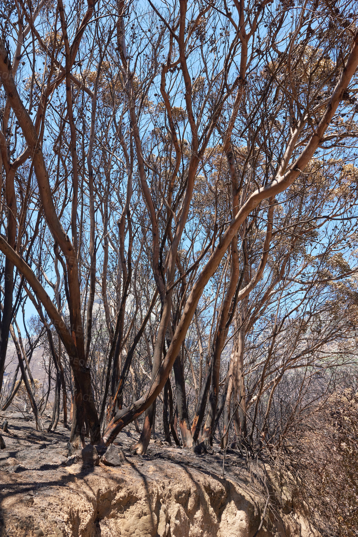 Buy stock photo Wildfire burnt forest trees, park bench in remote woods, nature reserve. Destruction aftermath, deforestation from uncontrollable nature bushfire, human error, global warming. Dry arid barren plants