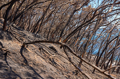 Buy stock photo Dry trees outdoors in a desert on a hot summer day. Leafless burnt plants during a drought season on a field. Deciduous bush after a wildfire. The results of global warming in nature and flora