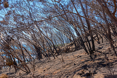 Buy stock photo A burnt forest after a bush fire on Table Mountain, Cape Town, South Africa. Lots of tall pine trees destroyed in a wildfire. Below of black scorched tree trunks on a hilltop in nature