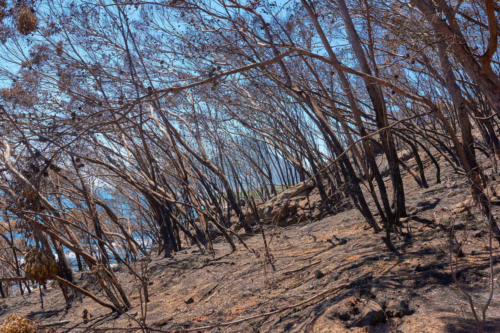 Buy stock photo A burnt forest after a bush fire on Table Mountain, Cape Town, South Africa. Lots of tall pine trees destroyed in a wildfire. Below of black scorched tree trunks on a hilltop in nature