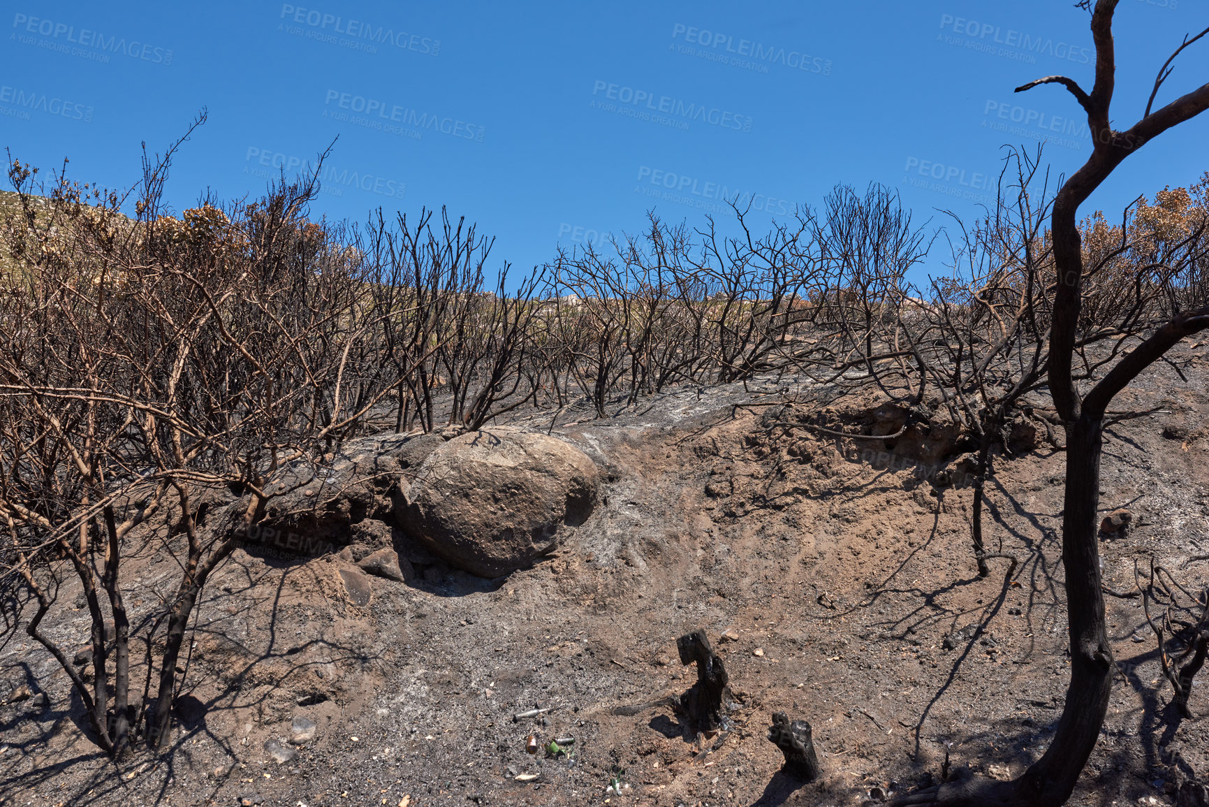 Buy stock photo Burnt forest trees from bushfire in remote woods. Destruction aftermath, deforestation from uncontrollable nature wildfire in woodland. Dry plants, arid, barren wildlife. Human error, global warming