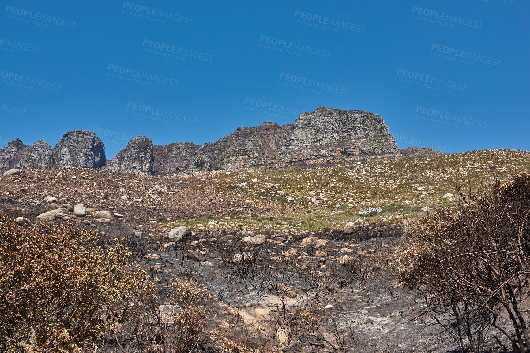 Buy stock photo Landscape of burnt trees after a bushfire on Table Mountain, Cape Town, South Africa. Outcrops of a mountain against blue sky with dead bushes. Black scorched tree trunks, the aftermath of wildfires