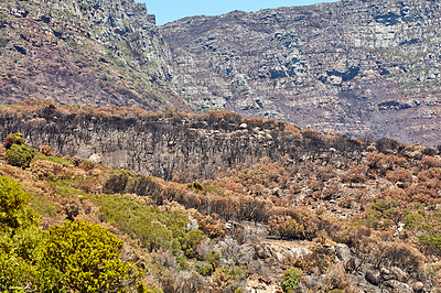 Buy stock photo Landscape of burnt trees after a bushfire on Table Mountain, Cape Town, South Africa. Outcrops of a mountain against blue sky with dead bushes. Black scorched tree trunks, the aftermath of wildfires