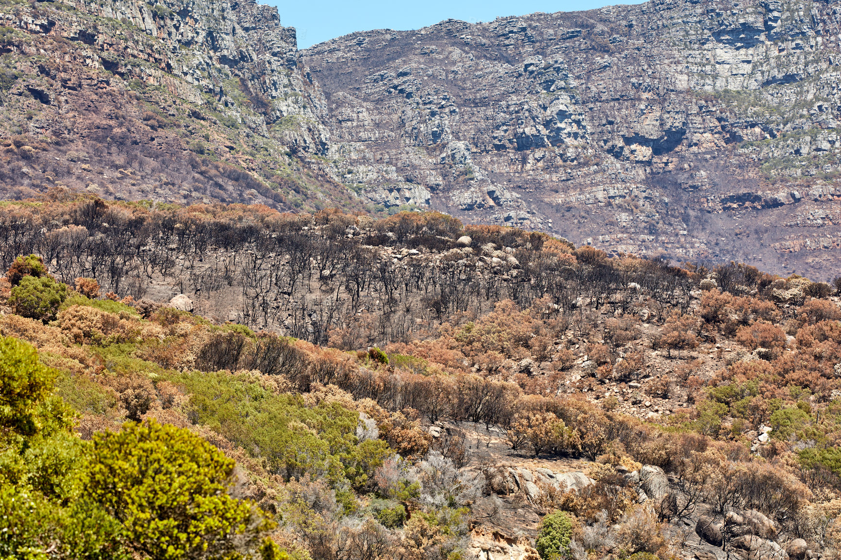 Buy stock photo Landscape of burnt trees after a bushfire on Table Mountain, Cape Town, South Africa. Outcrops of a mountain against blue sky with dead bushes. Black scorched tree trunks, the aftermath of wildfires