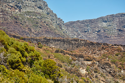 Buy stock photo Deforestation as a result of wild bush fires and climate change in remote nature reserve. Destroyed vegetation with regrowth. Landscape of burnt trees on a mountain against a blue sky in South Africa