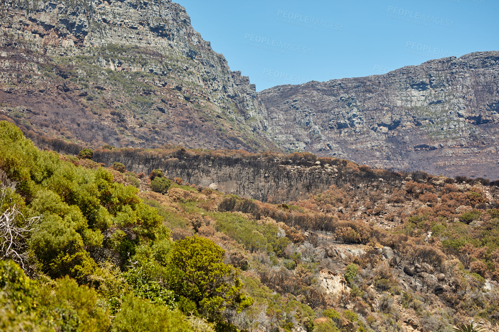 Buy stock photo Deforestation as a result of wild bush fires and climate change in remote nature reserve. Destroyed vegetation with regrowth. Landscape of burnt trees on a mountain against a blue sky in South Africa