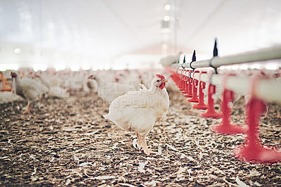 Buy stock photo Chickens, farm and agriculture with livestock for commercial and sustainable production at coop. Startup business, animals and industrial or eco friendly for fresh produce, healthy food and supply. 