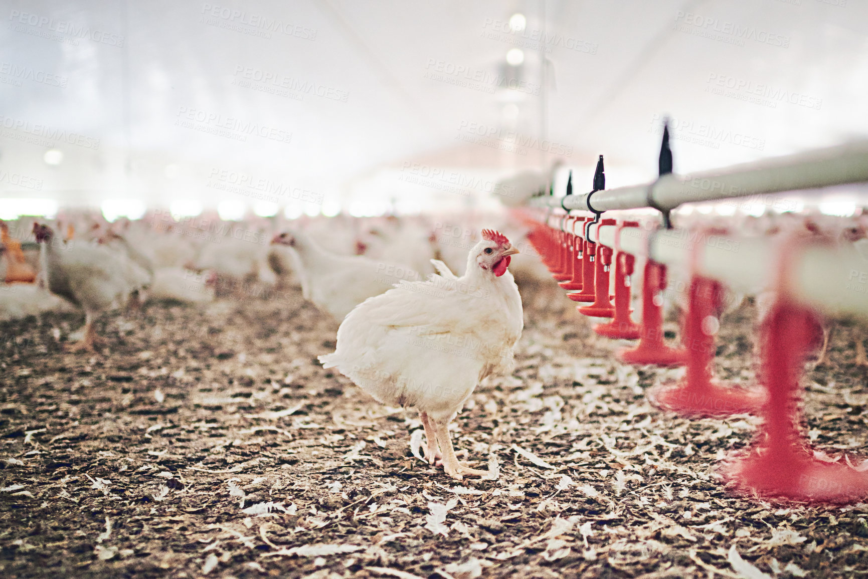 Buy stock photo Chickens, farm and agriculture with livestock for commercial and sustainable production at coop. Startup business, animals and industrial or eco friendly for fresh produce, healthy food and supply. 