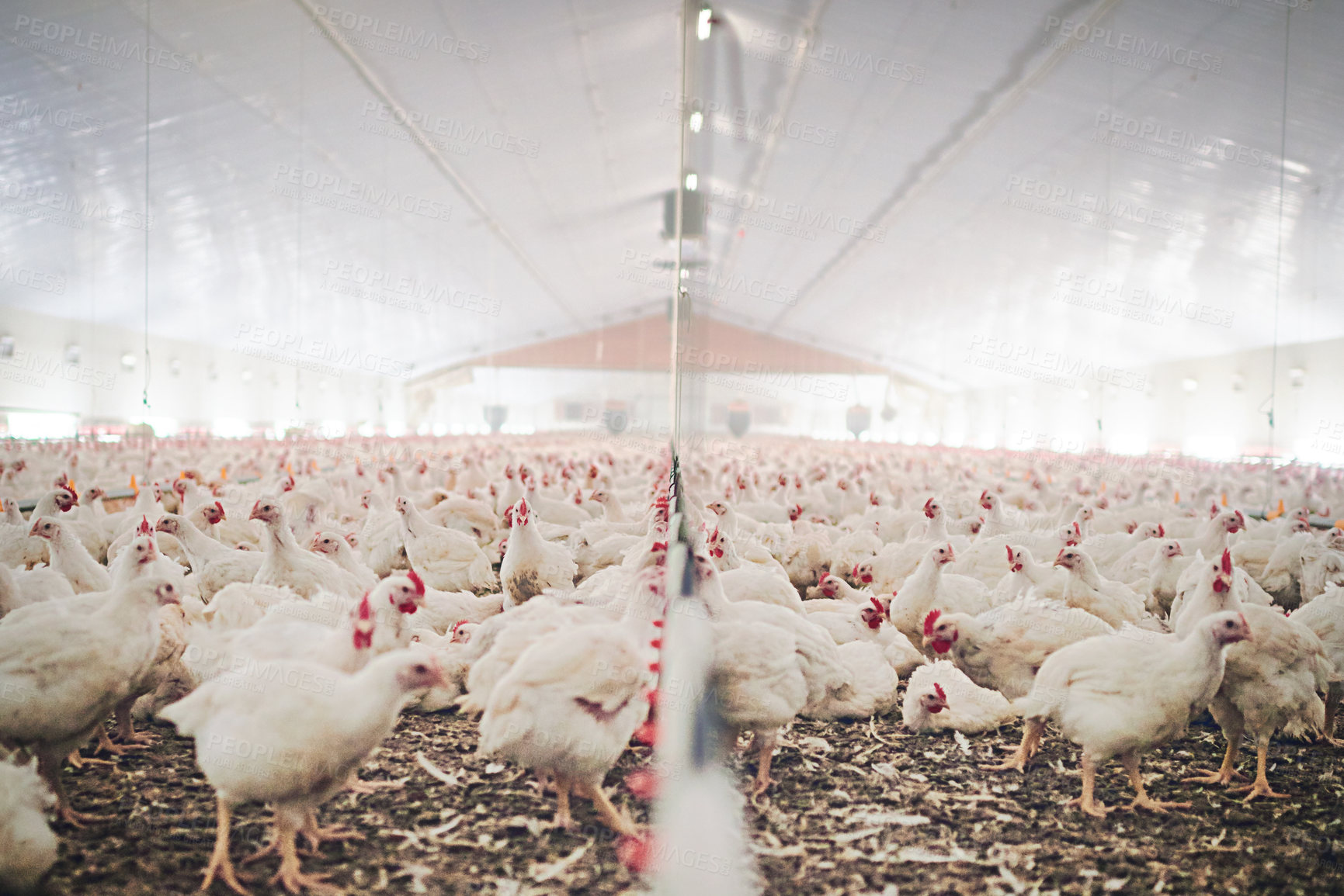 Buy stock photo Factory, farm and chicken feed in barn or warehouse, agriculture and industrial meat farming or sustainability. Animals, birds and chickens indoor or poultry business, food industry and grain