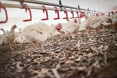 Buy stock photo Shot of chickens on a poultry farm