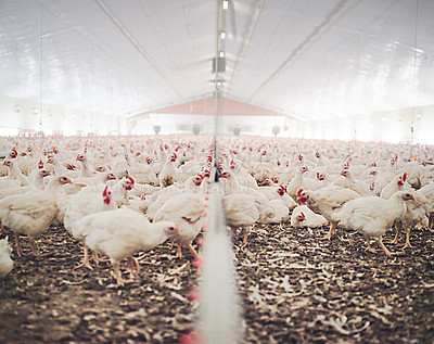 Buy stock photo Farm, chicken factory and feed in barn or warehouse, agriculture and industrial meat farming or sustainability. Animals, birds and chickens indoor or poultry business, food industry and grain