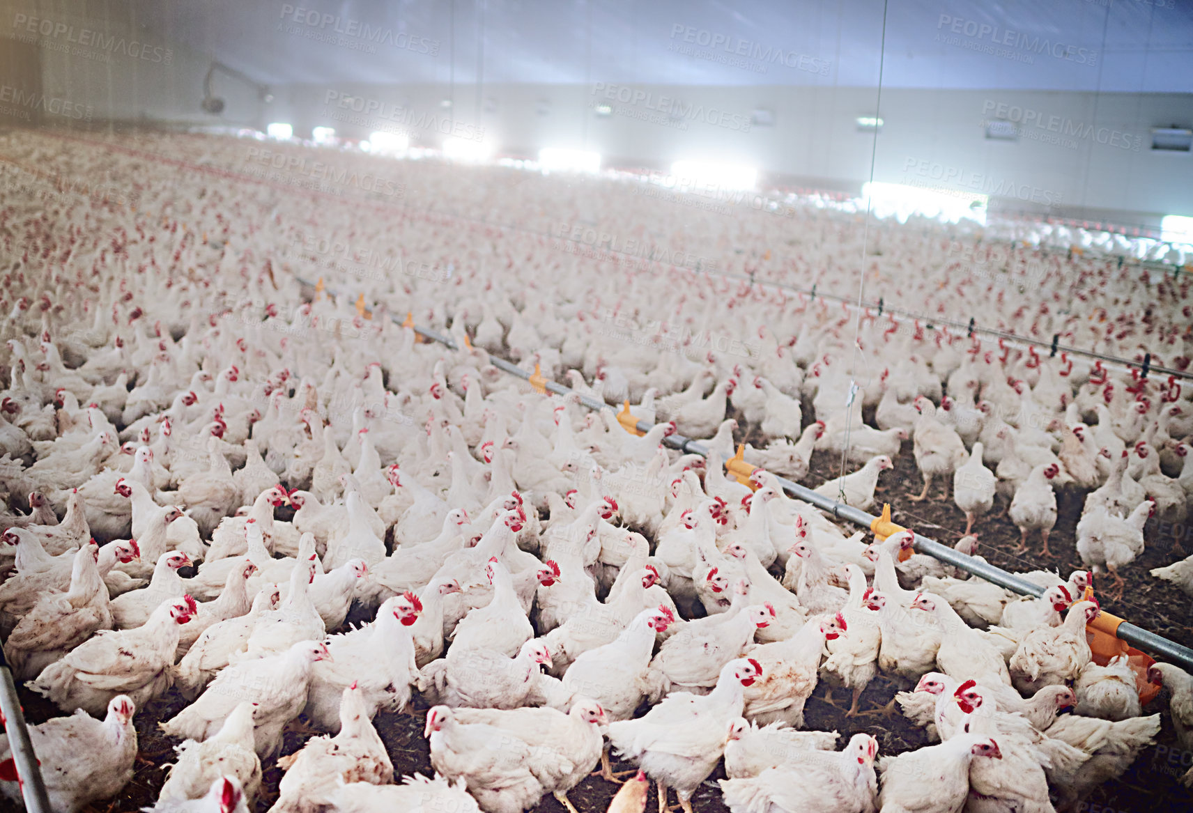 Buy stock photo Shot of chickens on a poultry farm