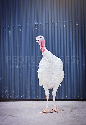 Buy stock photo Shot of a turkey on a poultry farm