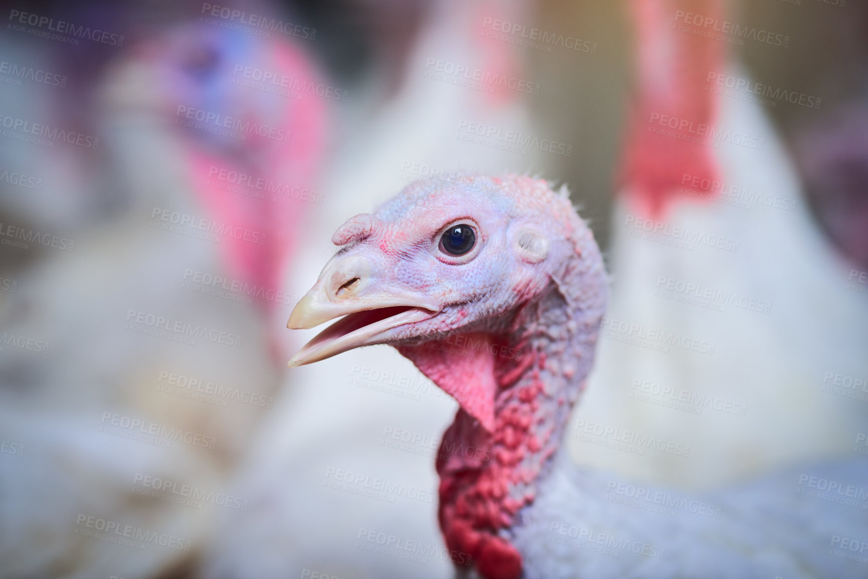 Buy stock photo Shot of turkeys on a poultry farm