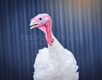 Buy stock photo Chicken, factory and agriculture with livestock for commercial and sustainable production at coop. Startup business, animals and industrial or eco friendly for fresh produce, healthy food and supply