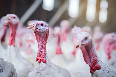 Buy stock photo Chickens, farm and agriculture with livestock for sustainable and commercial production at coop. Startup business, animals and industrial or eco friendly for fresh produce, healthy food and supply