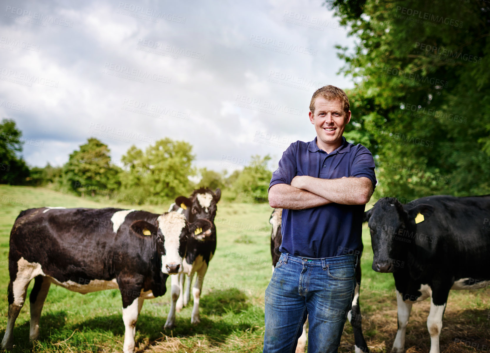Buy stock photo Portrait, agriculture and cows with a man on a dairy farm outdoor in summer for natural sustainability. Confident, milk or meat farming and a young male farmer standing on an open field or meadow