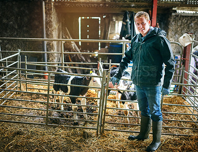 Buy stock photo Shot of a farmer tending to the calves on a dairy farm