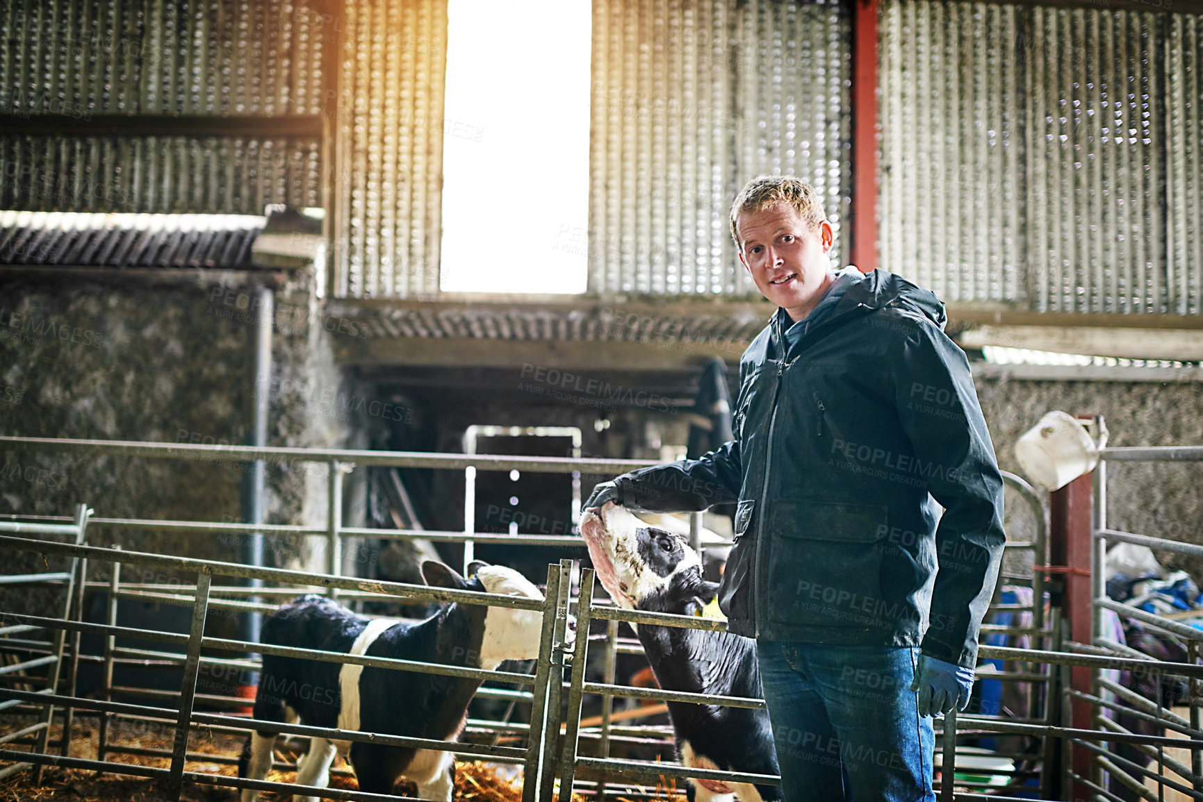 Buy stock photo Farming, portrait and man in barn with calf, confidence and smile with sustainable business for dairy production. Growth, development and happy cattle farmer with cow in pen for animal management