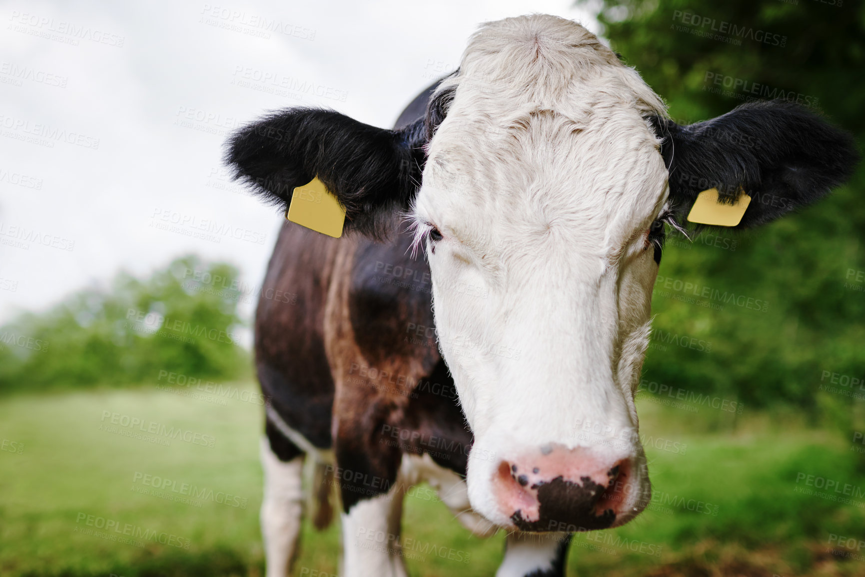 Buy stock photo Portrait, farming and cow in field in countryside for sustainable business, dairy production and agro industry. Nature, grass and cattle on morning walk for animal growth health and development