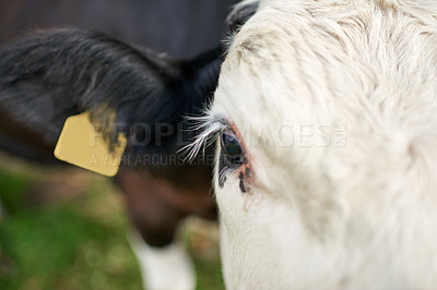 Buy stock photo Nature, farming and face of cow in field in countryside for sustainable business, dairy production and agro industry. Closeup, portrait and calf on morning walk for growth, health and development