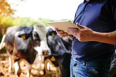Buy stock photo Hands, farmer and man with a tablet, farm and connection with checklist, update inventory and animals. Closeup, male person or business owner with technology, cows and sustainability with agriculture