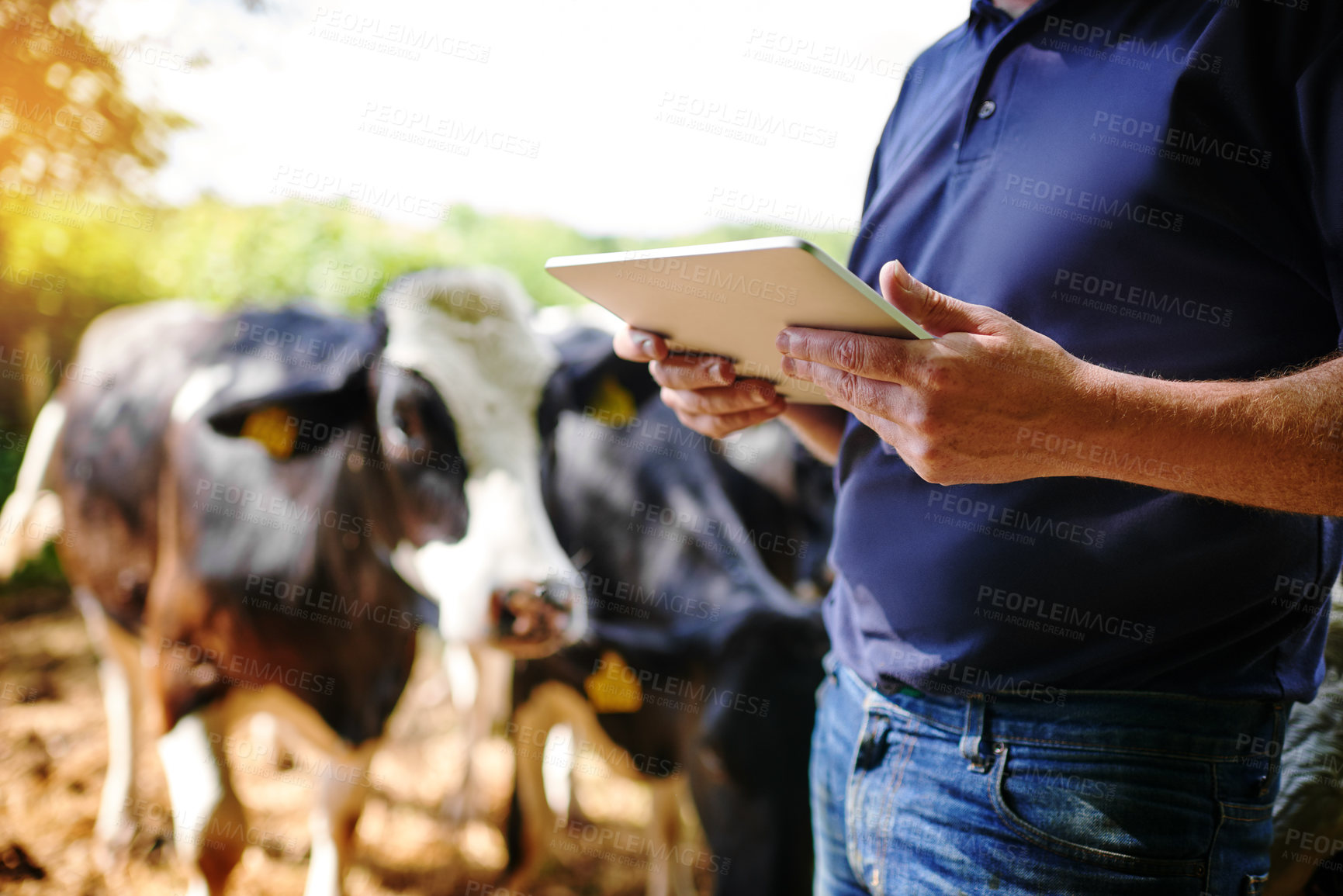 Buy stock photo Hands, farmer and man with a tablet, farm and connection with checklist, update inventory and animals. Closeup, male person or business owner with technology, cows and sustainability with agriculture