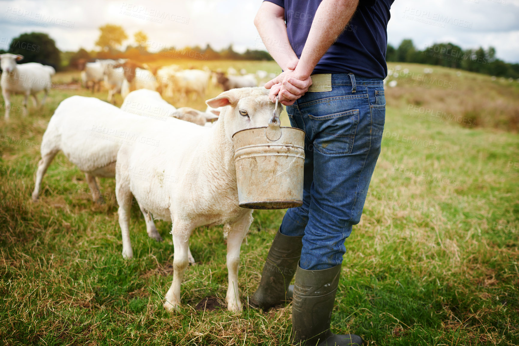 Buy stock photo Shot of a male farmer feeding a herd of sheep on a farm