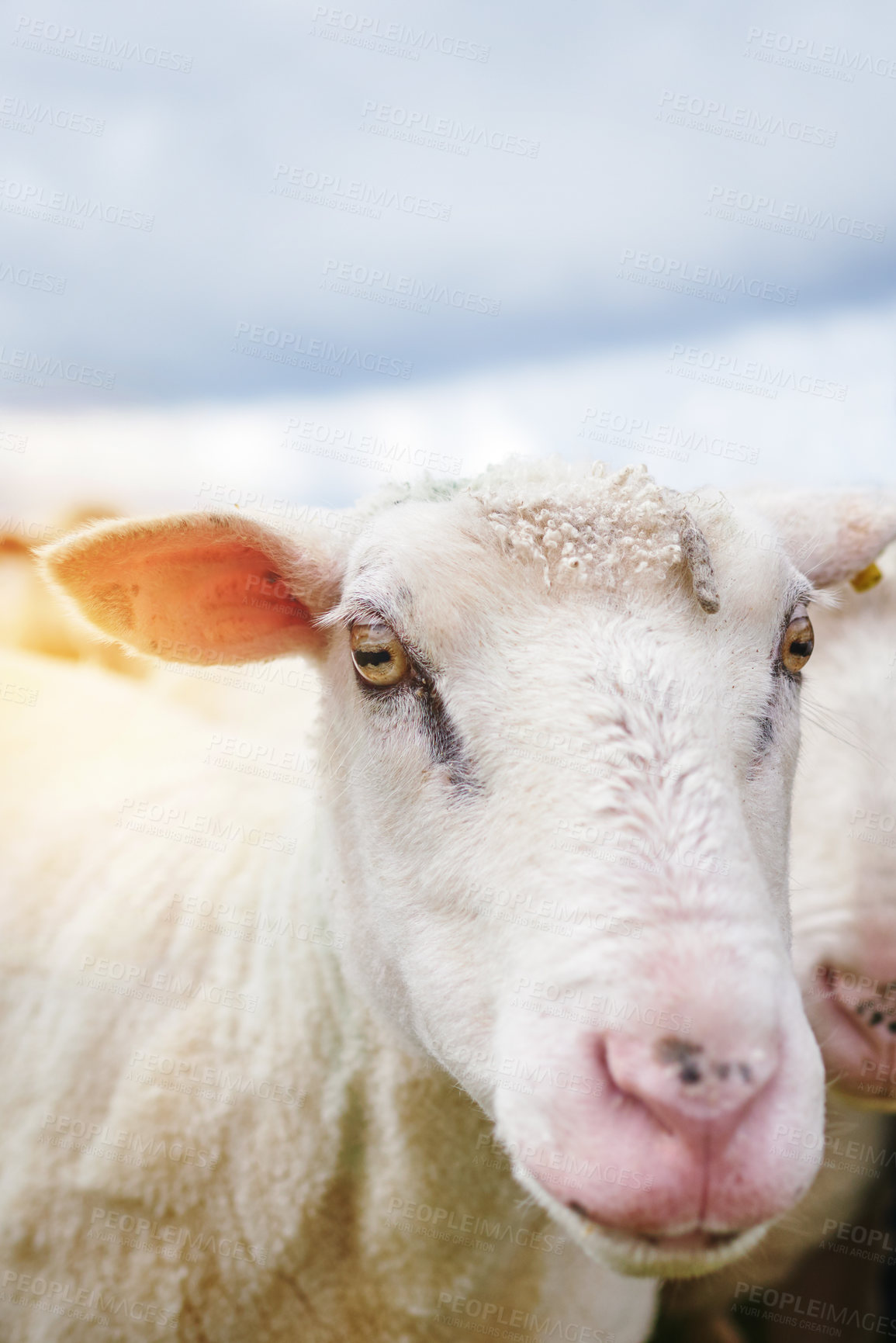 Buy stock photo Portrait, farming and sheep in field in countryside for sustainable business, wool production and agro industry. Nature, grass and animals on morning walk for grazing, growth and healthy development