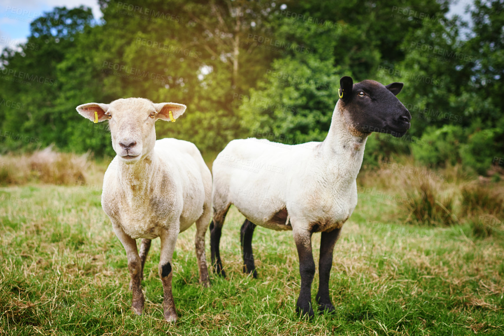 Buy stock photo Nature, grass and sheep on farm in outdoor, countryside and pasture environment for production business. Animal, field and livestock agriculture for farming or slaughter, sustainability and wool.