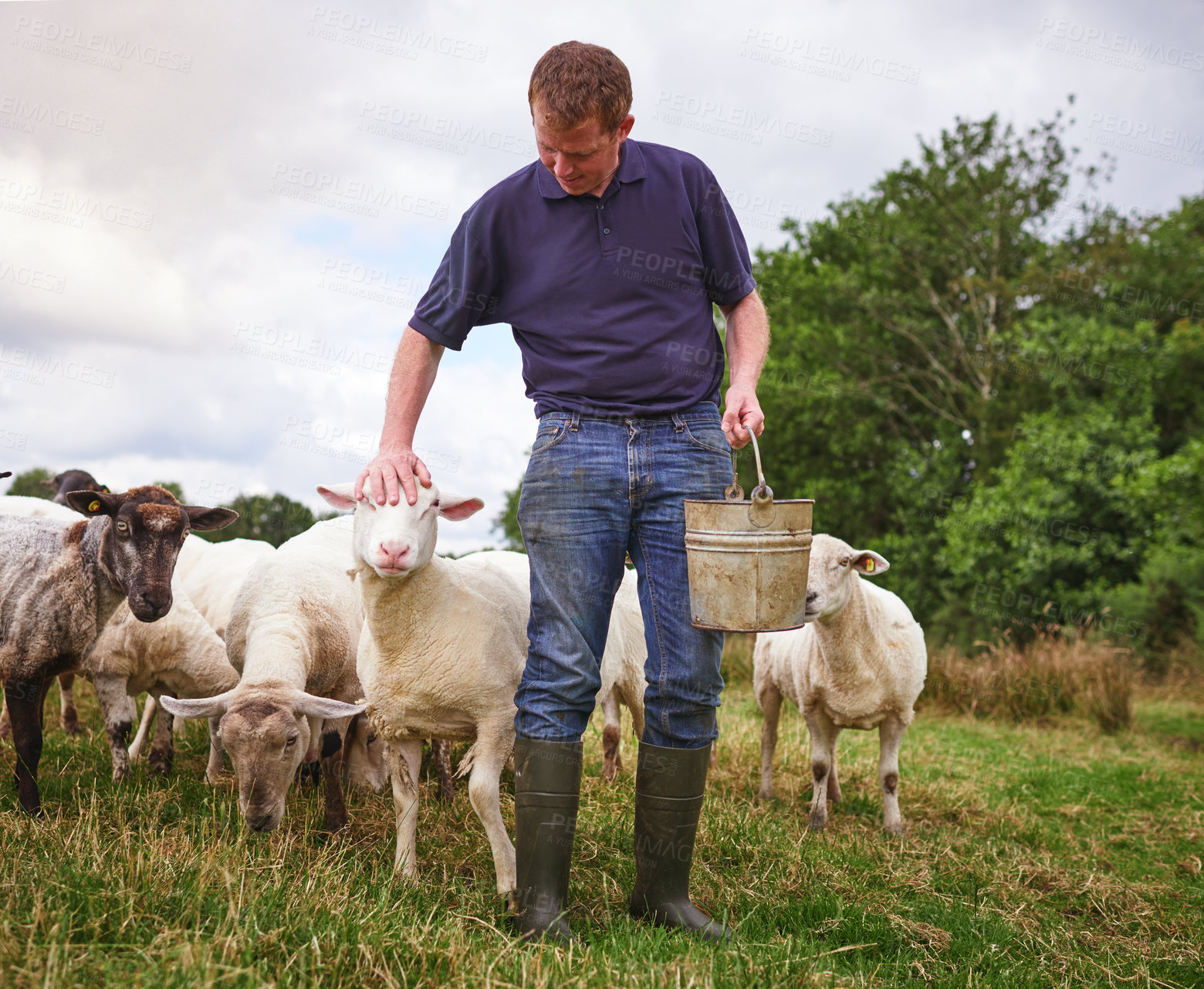 Buy stock photo Shot of a male farmer feeding a herd of sheep on a farm