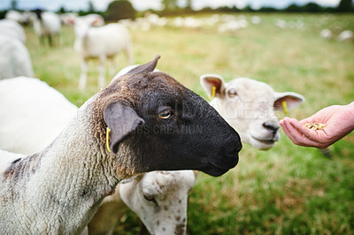 Buy stock photo Cropped shot of a farmer feeding a herd of sheep on a farm