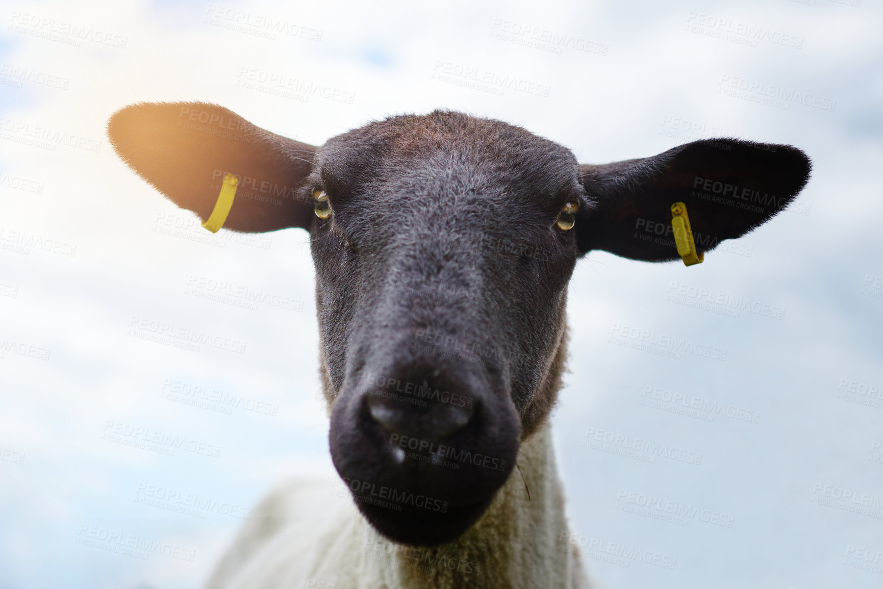 Buy stock photo Sheep, portrait and field on farm in nature, countryside and pasture environment for shearing championship. Animal, grass and livestock agriculture for farming or slaughter, sustainability and wool.