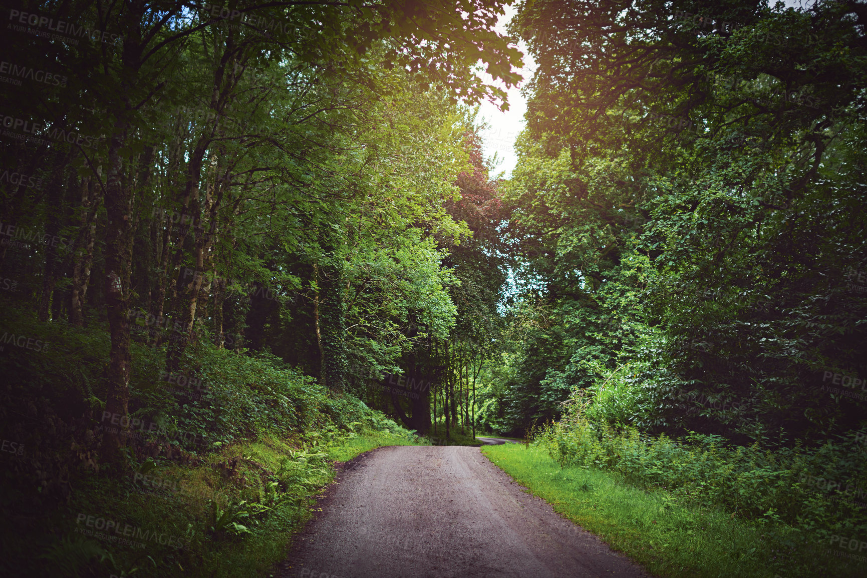 Buy stock photo Shot of a pathway in a lush forest