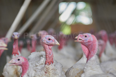 Buy stock photo Shot of a flock of turkeys grouped together in a barn where they get fed