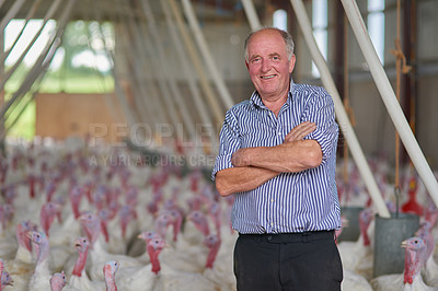 Buy stock photo Portrait of a cheerful mature farmer standing with arms folded with his flock of turkeys in the background of a barn