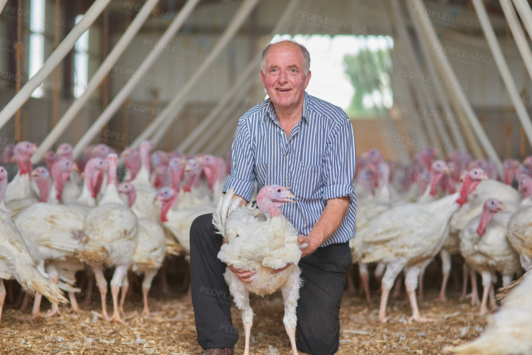 Buy stock photo Portrait of a cheerful mature farmer kneeling and holding a young turkey with more turkeys in the background of a barn