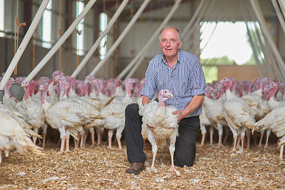 Buy stock photo Warehouse, portrait or farmer turkeys in barn or factory for industrial meat farming or sustainability. Animals, mature man and birds in indoor poultry business, food industry or livestock production