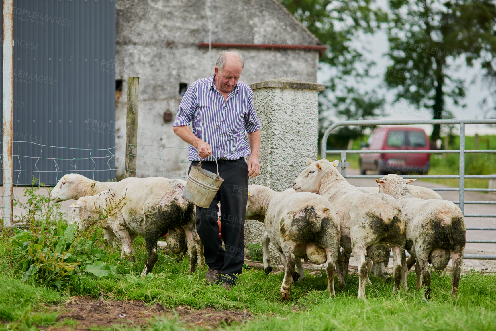 Buy stock photo Shot of a cheerful mature farmer walking with a herd of sheep and feeding them while holding a bucket
