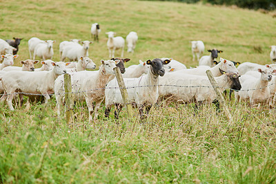 Buy stock photo Shot of a herd of sheep grazing next to a fence and looking in one direction outside on a farm