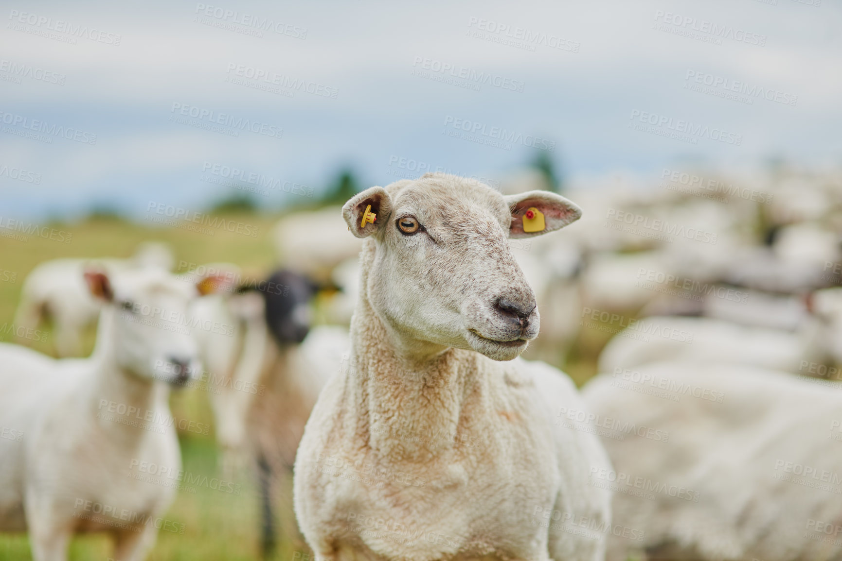 Buy stock photo Shot of a herd of sheep grazing on a field while looking in one direction outside on a farm